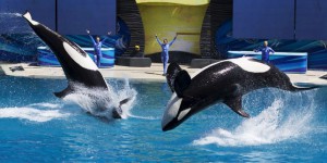 SeaWorld entame des poursuites judiciaire pour défendre son élevage d’orques en captivité