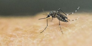 Un cas de virus Zika au Danemark