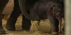 Un éléphanteau voit le jour au zoo de Berlin