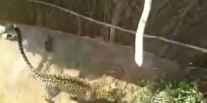Un léopard sème la panique dans un village en Inde