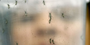 Cinq questions sur le virus Zika