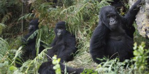 RDC : la bataille pour la protection du parc des Virunga s’étend à l’Ouganda