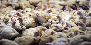 Riyad suspend l’importation de volailles de sept départements français en raison de la grippe aviaire