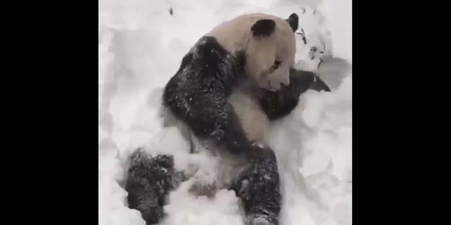 Tian Tian, le panda qui profite de la tempête Jonas