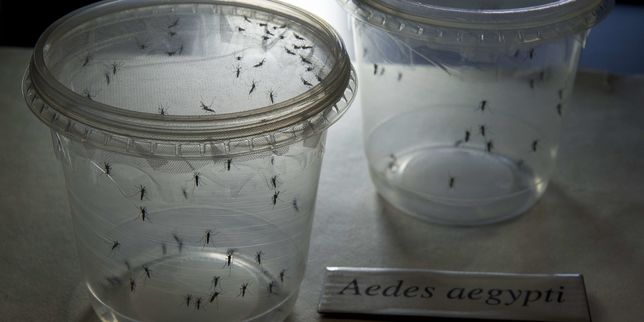 Le virus Zika s’étend en Martinique et en Guyane