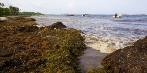 Les algues sargasses, nouveau fléau des Antilles