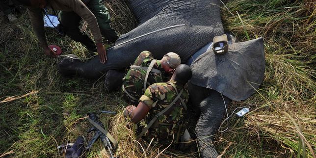 Le Congo-Kinshasa a démantelé un important réseau de trafic d’ivoire