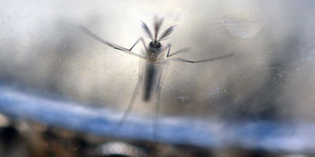 Aux Etats-Unis, quatorze cas possibles de transmission du virus Zika par voie sexuelle