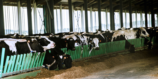 « Ferme des mille vaches » : avis favorable de l’enquête publique pour l’extension