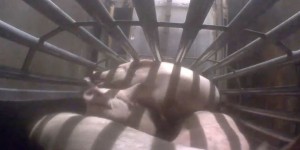 Onze ONG de défense des animaux demandent au gouvernement une enquête sur les abattoirs