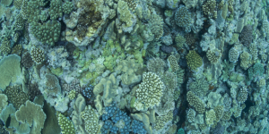Péril acide sur les coraux