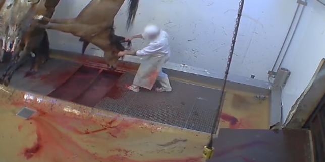 Abattoirs : « Le contrôle du respect de la protection animale peut être une variable d’ajustement »