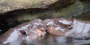 Pour apprendre à se connaître, les hippopotames se frottent le nez
