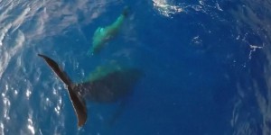 Une baleine à bosse fait le poirier dans l’eau au large d’Hawaï