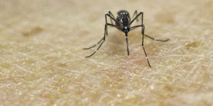 Le Chili recense la première transmission sexuelle du virus Zika