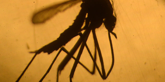 Epidémie Zika : ce que l’on sait du virus