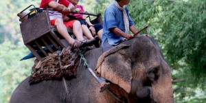 Maltraitance animale : les dix attractions touristiques les plus cruelles