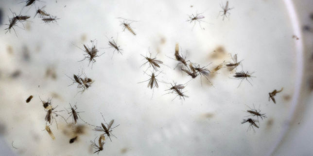 Sanofi se lance dans la quête d’un vaccin contre le virus Zika