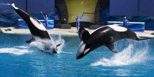 SeaWorld met fin à son programme de reproduction d’orques en captivité