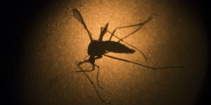 Le virus Zika est arrivé plus tôt que prévu en Amérique du Sud