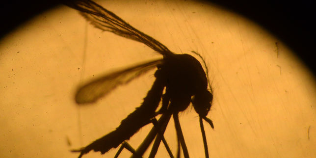 Le virus Zika provoque bien des syndromes de Guillain-Barré