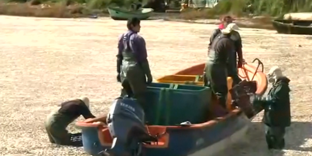 Chili : une rivière recouverte de sardines mortes