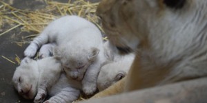 Pourquoi vous ne devriez pas (trop) vous réjouir de la naissance de lionceaux blancs