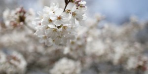 La France va interdire la vente de cerises traitées au diméthoate, un pesticide jugé cancérigène