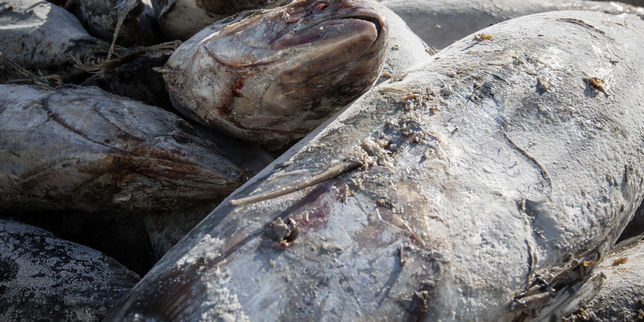 La population de thons albacores en danger
