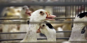 Le vide sanitaire entre en vigueur dans les exploitations d’oies et de canards du Sud-Ouest
