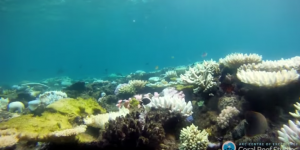 Australie : le blanchissement de la Grande Barrière de corail inquiète des scientifiques