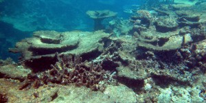 Australie : la Grande Barrière de corail pourrait disparaître