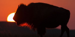 Un bébé bison euthanasié après avoir été touché par des touristes mal avisés à Yellowstone