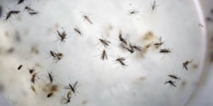 Le Cap-Vert, premier pays africain contaminé par le virus Zika