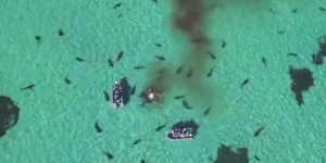 Un drone filme des dizaines de requins en train de dévorer une baleine morte