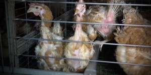 Un élevage de 200 000 poules pondeuses aux conditions sanitaires « intolérables »