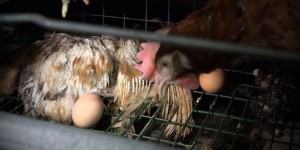 Maltraitance animale : l’élevage de poules pondeuses dans l’Ain devra être vidé
