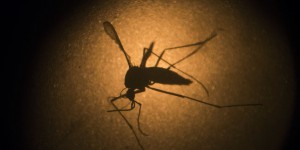 Une première mort en France liée au virus Zika