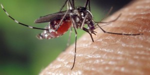 Zika, dengue : le prix payé pour l’abandon de la lutte antimoustiques