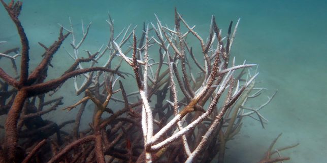 La destruction de la Grande Barrière de corail menace le tourisme australien