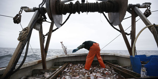 L’Europe interdit la pêche en eaux profondes au-delà de 800 mètres