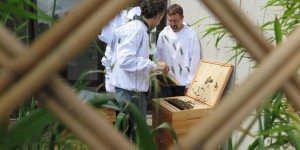 À l’hôpital Robert-Debré, les abeilles peuvent aussi soigner