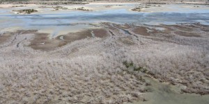 En Australie, la mangrove périt à cause de la sécheresse
