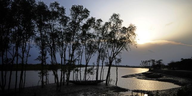 L’Unesco appelé à la rescousse pour protéger la plus vaste mangrove du monde