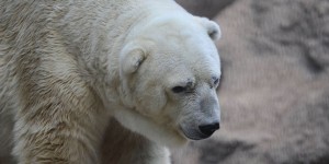 La mort de l’ours Arturo et les piètres conditions de vie dans les zoos d’Argentine