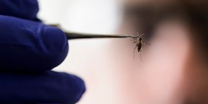 Un premier cas de transmission sexuelle du virus Zika confirmé en Espagne