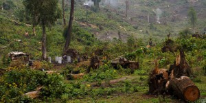 Rétropédalage à Kinshasa sur l’attribution de concessions forestières