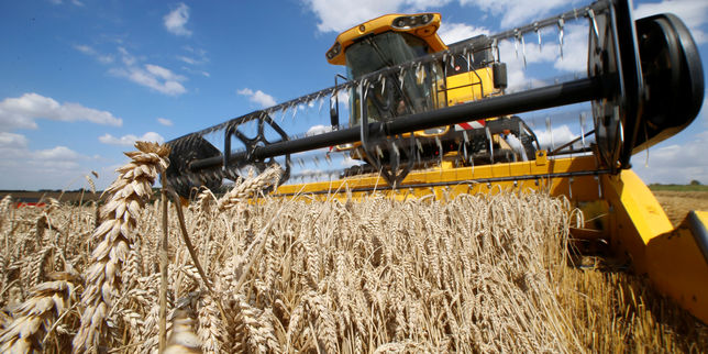 En cartes : pourquoi la récolte de céréales sera la pire depuis trente ans