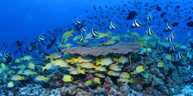 Barack Obama crée la plus grande réserve naturelle marine du monde