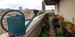 Biodiversité : quand Paris s’ensauvage
